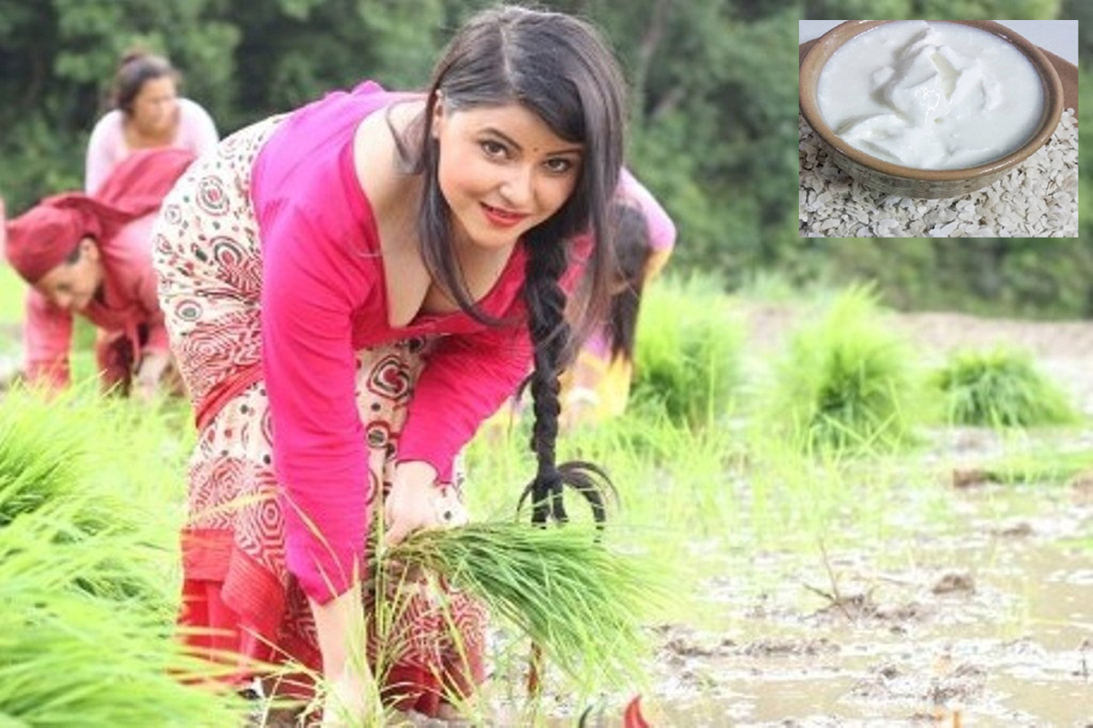 दही चिउरा खाएर असार १५ अर्थात धान दिवस मनाइँदै